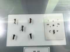 -上海昆虫博物馆