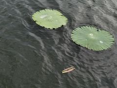 -海天湖公园