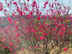 -南国桃园旅游度假区