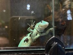 -酷以爬仙阁实体爬宠店·守宫·蜥蜴·专业繁育