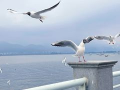 -海埂大坝