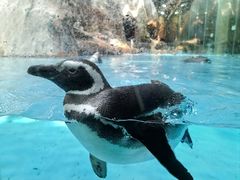 -帝企鹅自助餐厅•儿童岛•真企鹅(长隆企鹅酒店)