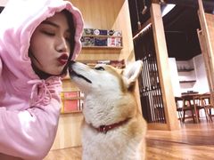 -柴务处·柴犬主题狗咖