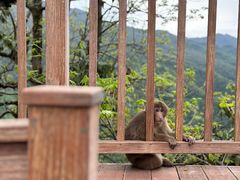 -瓦屋山景区