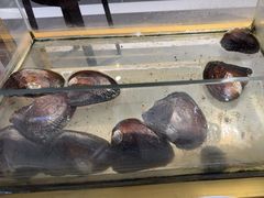 -十八字金银饰·拼豆·开蚌手工体验团建(君太百货店)