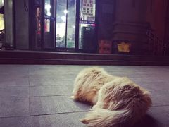 -张记烤羊腿(北花园店)