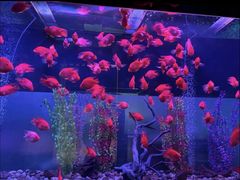 -九洲喜来登酒店湖月日餐厅