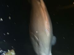 -蓝湾碧波·老字号·疍家非遗海上餐厅