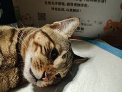 -守诺宠物医院·眼科· 神经外科·爬宠专科(虹口店)