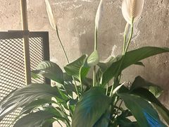 -Ocean's Table 欧舍