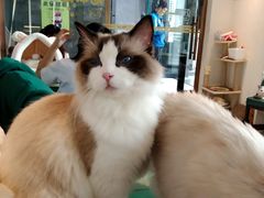 -喵喵咪呀布偶猫咖(春熙路店)