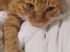 -棒约翰比萨·意面(君尚3019店)