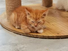 -楼上猫咖(罗湖店)