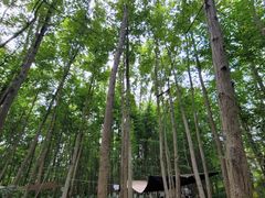 -桤木河湿地公园