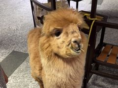 -1013 PET SHOP 宠物商店(近铁城市广场店)