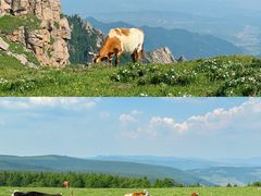 -芦芽山旅游度假区