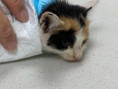 -宠颐生汉谟拉比宠物医院