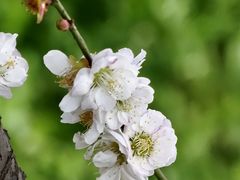 -梅花山(明孝陵内)