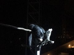 -清迈夜间动物园