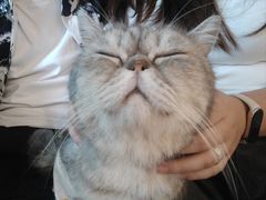 -楼上猫咖(罗湖店)