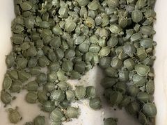 -华声天桥民俗文化园