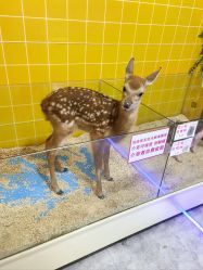 -神奇动物撸宠馆·羊驼·小浣熊·异宠(豫园店)