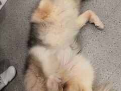 -more than meow吴止猫主题餐厅(承德 中船汇店)