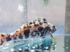-郑庄脂渣海鲜楼(九水路店)