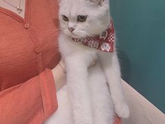 -飞行喵MR PILOT|猫舍·猫咖(静安大融城店)