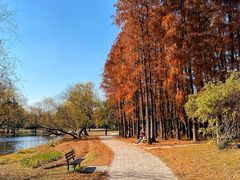 -上海共青森林公园