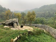 -都江堰中华大熊猫苑