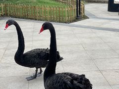 -行者书屋大堂吧 ·下午茶(南京圣和府邸酒店)