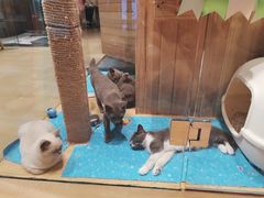 -藏猫猫咖啡主题馆(中央大道店)