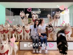 -Husky Go! 哈士奇体验馆·宠物咖啡厅狗咖