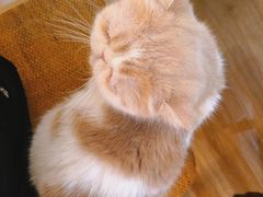 -滚猫咖啡·猫咖·猫友好撸猫(未来城店)