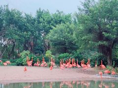 -广州长隆飞鸟乐园