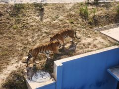 -青藏高原野生动物园