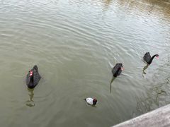 -溱湖国家湿地公园