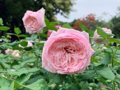 -人民公园(罗湖区)