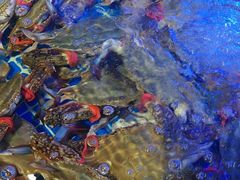 -77号渔船·蒸海鲜青岛菜(积米崖店)