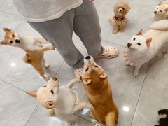 -柴犬小屋·柴餐厅·狗咖食堂(金鼎广场店)