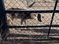 -北京麋鹿生态实验中心