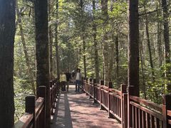 -汤旺河林海奇石景区