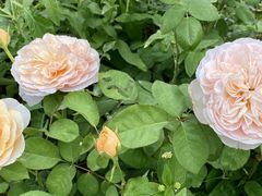 -深圳国际园林花卉博览园