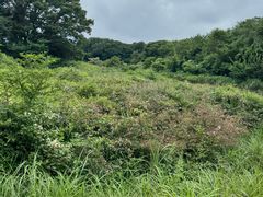 -济州森林小火车生态公园