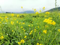 -扁都口生态休闲旅游区