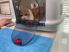 -纳吉亚猫专科动物医院(康都外科中心)