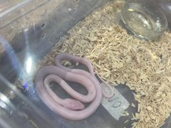 -酷以爬仙阁实体爬宠店·守宫·蜥蜴·专业繁育