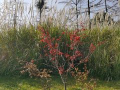 -桤木河湿地公园