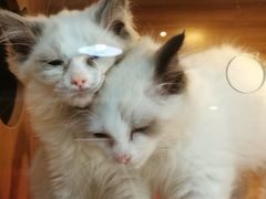 -猫十亿·布偶金渐层·曼基康矮脚猫舍(青年路店)